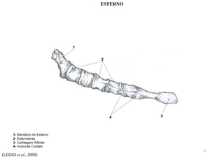 (LEGGI et al., 2000)
ESTERNO
27
 