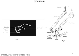 (BARONE, 1976b; LIEBICH & KÖNIG, 2016a)
OSSO HIOIDE
28
 