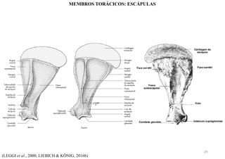 (LEGGI et al., 2000; LIEBICH & KÖNIG, 2016b)
MEMBROS TORÁCICOS: ESCÁPULAS
29
 