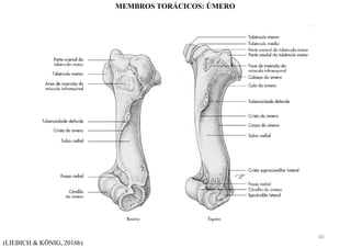 (LIEBICH & KÖNIG, 2016b)
MEMBROS TORÁCICOS: ÚMERO
30
 