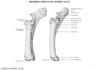 (LIEBICH & KÖNIG, 2016b)
MEMBROS TORÁCICOS: RÁDIO E ULNA
31
 