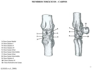 (LEGGI et al., 2000)
MEMBROS TORÁCICOS – CARPOS
32
 