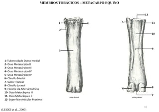 (LEGGI et al., 2000)
MEMBROS TORÁCICOS – METACARPO EQUINO
33
 