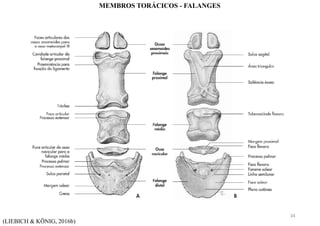 (LIEBICH & KÖNIG, 2016b)
MEMBROS TORÁCICOS - FALANGES
34
 