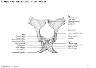 (LIEBICH et al., 2016)
MEMBROS PÉLVICOS: COXAL VISTA DORSAL
35
 