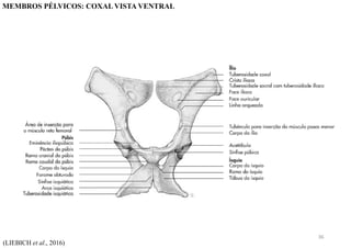 (LIEBICH et al., 2016)
MEMBROS PÉLVICOS: COXAL VISTA VENTRAL
36
 