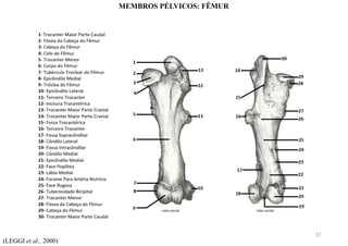 (LEGGI et al., 2000)
MEMBROS PÉLVICOS: FÊMUR
37
 