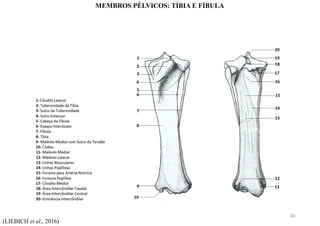 (LIEBICH et al., 2016)
MEMBROS PÉLVICOS: TÍBIA E FÍBULA
38
 