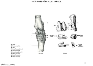 (POPESKO, 1990a)
MEMBROS PÉLVICOS: TARSOS
39
 