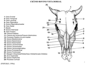 (POPESKO, 1990a)
CRÂNIO BOVINO VISTA DORSAL
4
 