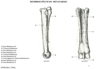 (POPESKO, 1990a)
MEMBROS PÉLVICOS: METATARSOS
40
 