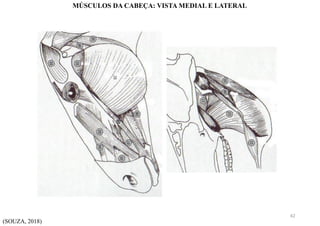 (SOUZA, 2018)
MÚSCULOS DA CABEÇA: VISTA MEDIAL E LATERAL
42
 