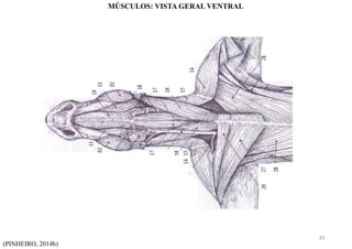 (PINHEIRO, 2014b)
MÚSCULOS: VISTA GERAL VENTRAL
43
 