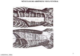 (CRISTINA, 2006)
MÚSCULOS DO ABDÓMEM: VISTA VENTRAL
44
 