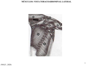 (WALT , 2020)
MÚSCULOS: VISTA TORACOABDOMINAL LATERAL
45
 