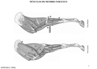 (POPESKO, 1990d)
MÚSCULOS DO MEMBRO TORÁCICO
46
 
