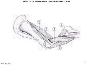 (COUET, 2017)
MÚSCULOS PROFUNDOS – MEMBRO TORÁCICO
47
 