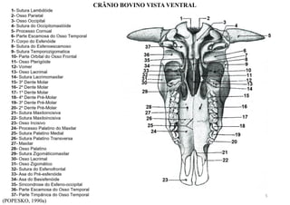 (POPESKO, 1990a)
CRÂNIO BOVINO VISTA VENTRAL
5
 