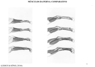 (LIEBICH & KÖNIG, 2016b)
MÚSCULOS DA PERNA: COMPARATIVO
50
 