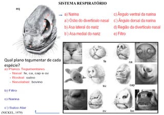 SISTEMA RESPIRATÓRIO
Qual plano tegumentar de cada
espécie?
(NICKEL, 1979)
52
 
