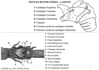 SISTEMA RESPIRATÓRIO – LARINGE
(JUNIOR et al, 2016; SINGH, 2018a)
53
 