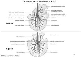 SISTEMA RESPIRATÓRIO: PULMÃO
Equino
Bovino
(KÖNIG & LIEBICH, 2016a)
54
 