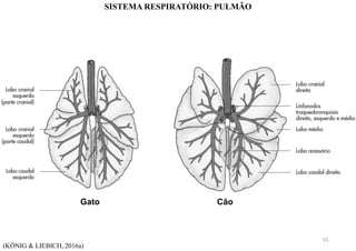 Gato Cão
(KÖNIG & LIEBICH, 2016a)
SISTEMA RESPIRATÓRIO: PULMÃO
55
 