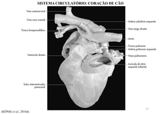 SISTEMA CIRCULATÓRIO: CORAÇÃO DE CÃO
(KÖNIG et al., 2016d)
57
 