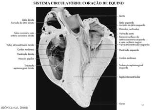 (KÖNIG et al., 2016d)
SISTEMA CIRCULATÓRIO: CORAÇÃO DE EQUINO
58
 