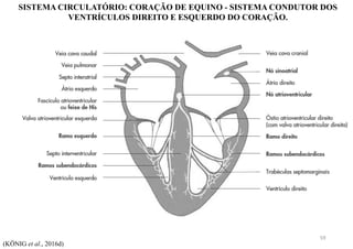 SISTEMA CIRCULATÓRIO: CORAÇÃO DE EQUINO - SISTEMA CONDUTOR DOS
VENTRÍCULOS DIREITO E ESQUERDO DO CORAÇÃO.
(KÖNIG et al., 2016d)
59
 