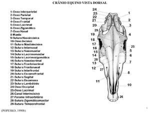 (POPESKO, 1990b)
CRÂNIO EQUINO VISTA DORSAL
6
 
