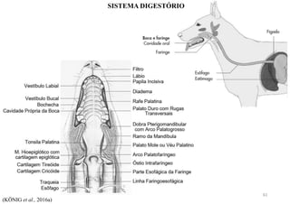 (KÖNIG et al., 2016a)
SISTEMA DIGESTÓRIO
61
 