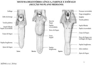 SISTEMA DIGESTÓRIO: LÍNGUA, FARINGE E ESÔFAGO
(SECÇÃO NO PLANO MEDIANO)
(KÖNIG et al., 2016a)
62
 