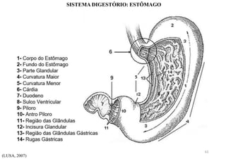SISTEMA DIGESTÓRIO: ESTÔMAGO
(LUSA, 2007)
63
 