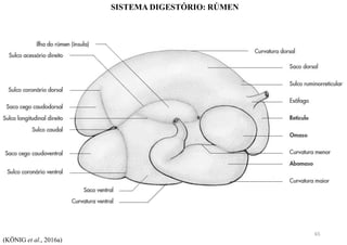 SISTEMA DIGESTÓRIO: RÚMEN
(KÖNIG et al., 2016a)
65
 