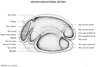 (KÖNIG et al., 2016a)
SISTEMA DIGESTÓRIO: RÚMEN
66
 
