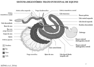 SISTEMA DIGESTÓRIO: TRATO INTESTINAL DE EQUINO
(KÖNIG et al., 2016a)
67
 