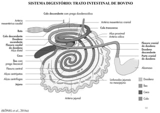 SISTEMA DIGESTÓRIO: TRATO INTESTINAL DE BOVINO
(KÖNIG et al., 2016a)
68
 