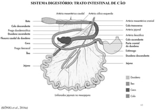 SISTEMA DIGESTÓRIO: TRATO INTESTINAL DE CÃO
(KÖNIG et al., 2016a)
69
 