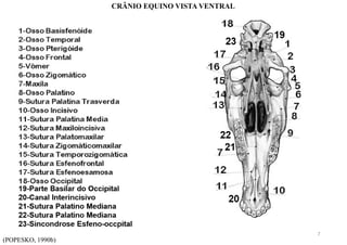 (POPESKO, 1990b)
CRÂNIO EQUINO VISTA VENTRAL
7
 