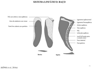 SISTEMA LINFÁTICO: BAÇO
(KÖNIG et al., 2016e)
73
 