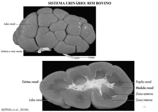 SISTEMA URINÁRIO: RIM BOVINO
(KÖNIG et al., 2016b)
75
 