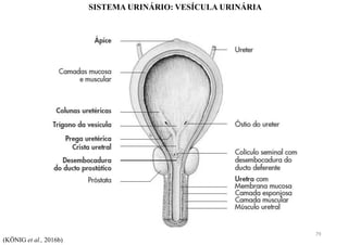 SISTEMA URINÁRIO: VESÍCULA URINÁRIA
(KÖNIG et al., 2016b)
79
 