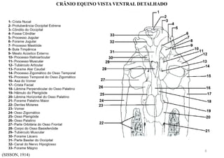 (SISSON, 1914)
CRÂNIO EQUINO VISTA VENTRAL DETALHADO
8
 