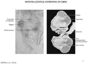SISTEMA GENITAL FEMININO: OVÁRIO
(KÖNIG et al., 2016c)
80
 