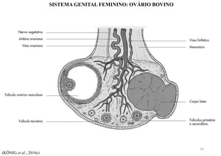 SISTEMA GENITAL FEMININO: OVÁRIO BOVINO
(KÖNIG et al., 2016c)
81
 