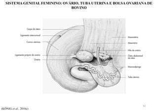 SISTEMA GENITAL FEMININO: OVÁRIO, TUBA UTERINA E BOLSA OVARIANA DE
BOVINO
(KÖNIG et al., 2016c)
82
 