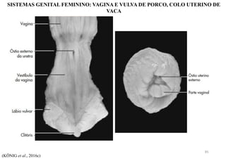 SISTEMAS GENITAL FEMININO: VAGINA E VULVA DE PORCO, COLO UTERINO DE
VACA
(KÖNIG et al., 2016c)
85
 