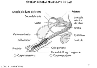 SISTEMA GENITAL MASCULINO DE CÃO
(KÖNIG & LIEBICH, 2016b)
87
 