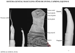 SISTEMA GENITAL MASCULINO: PÊNIS DE OVINO, CAPRINO, EQUINO E
(KÖNIG & LIEBICH, 2016b)
89
 